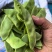 【量大优惠】淮安绿扁豆品质保障对接批发电商商超