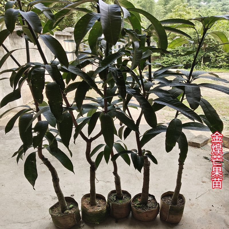 广西芒果苗，一到多年苗大量有货，保质保量，欢迎老板咨询