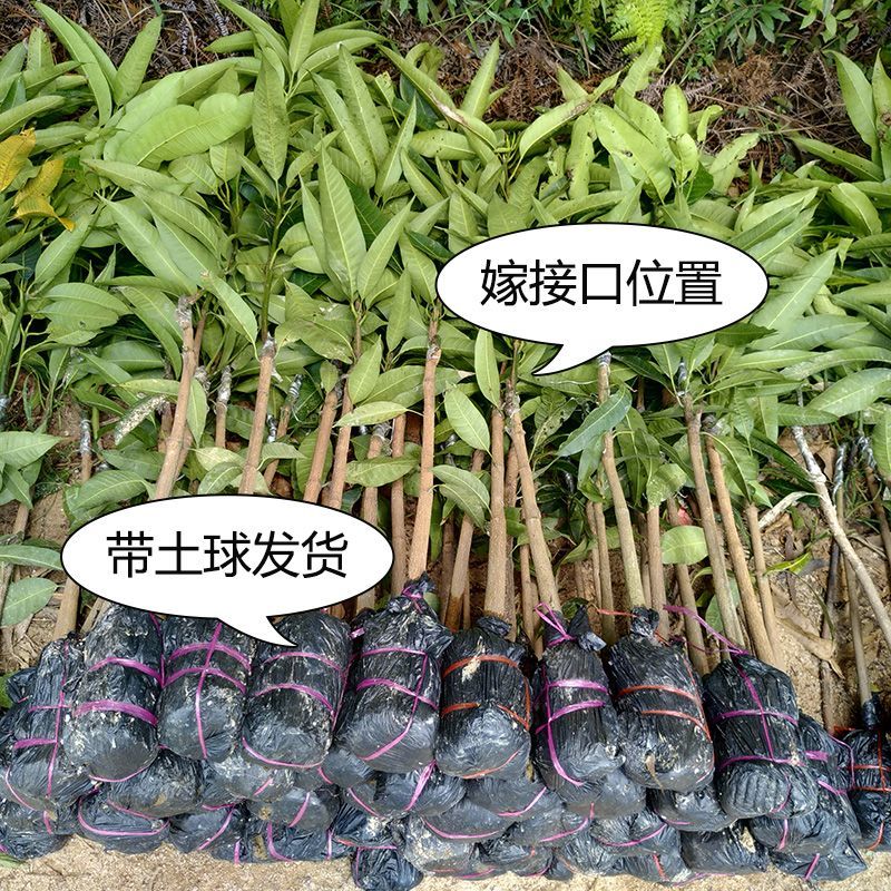 广西芒果苗，一到多年苗大量有货，保质保量，欢迎老板咨询
