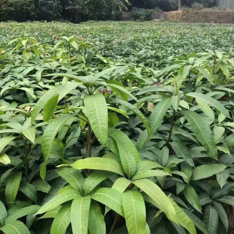 广西芒果苗，一到多年苗大量有货，保质保量，欢迎老板咨询