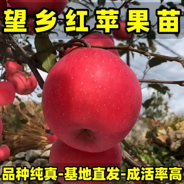 正品望乡红苹果苗品种纯真基地现起现发成活率高