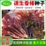 香椿种子正品红油香椿籽一级种子包发芽批发零售
