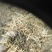 养殖场小麦秸秆，一手货源。大量有货，欢迎。咨询