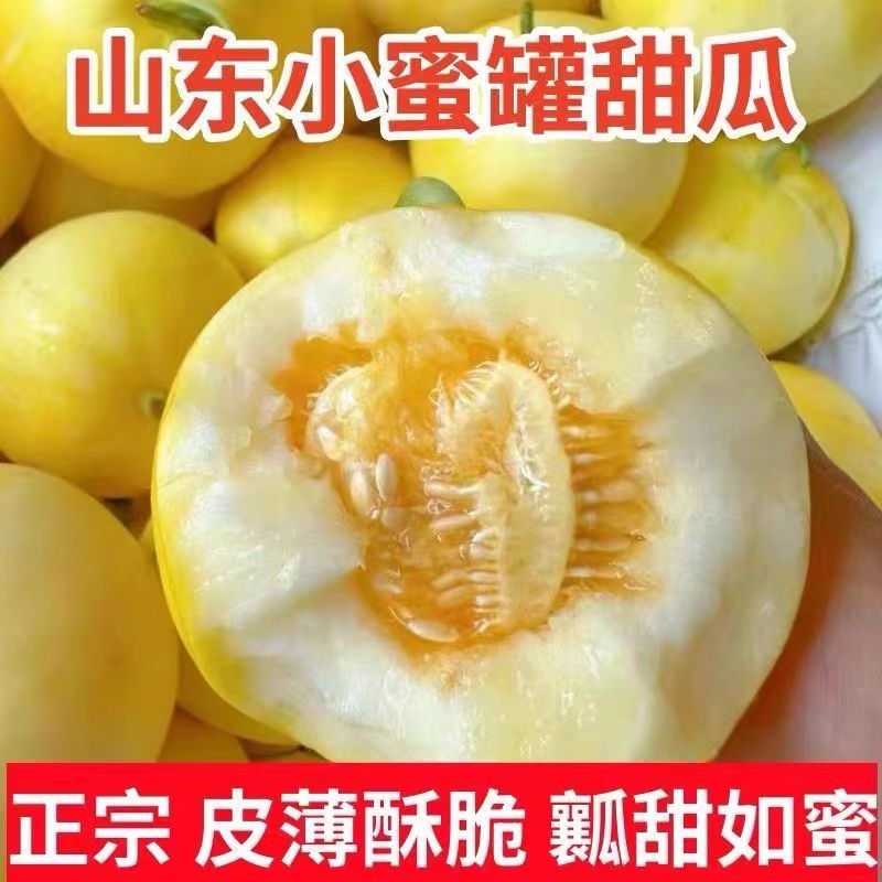 山东小蜜蜂甜瓜阎良甜瓜小糖丸一件代发抖音快手视频号队里