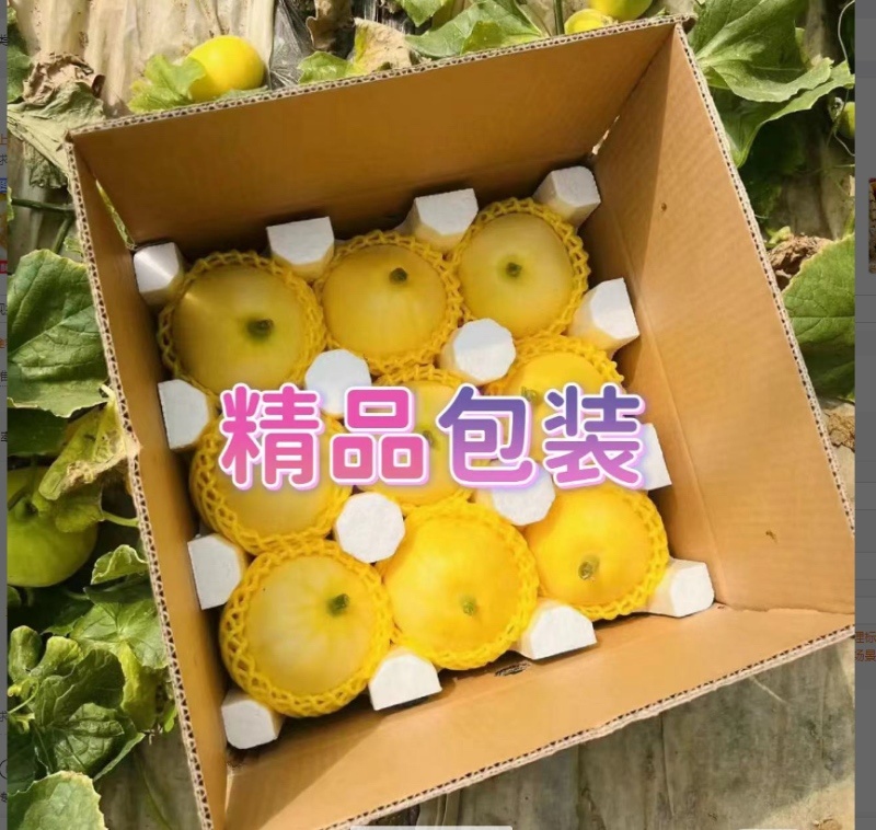 山东小蜜蜂甜瓜阎良甜瓜小糖丸一件代发抖音快手视频号队里