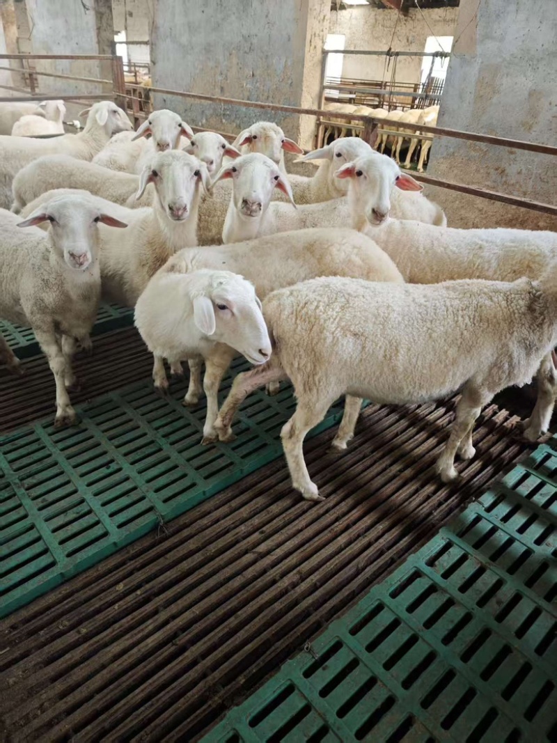江苏湖羊常年供应品质保证量大从优可实地看货