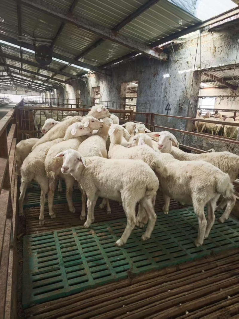 江苏湖羊常年供应品质保证量大从优可实地看货