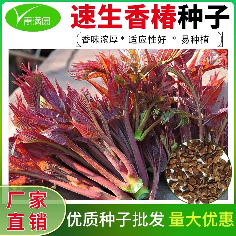 香椿种子正品红油香椿籽一级种子包发芽批发零售