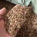 香椿种子正品红油香椿种子发芽率高去翅净籽提供技术