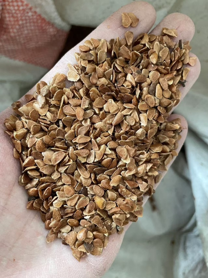 香椿种子正品红油香椿种子发芽率高去翅净籽提供技术