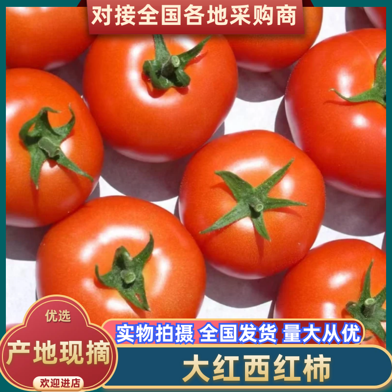 大红西红柿品质保证货源充足价格实惠欢迎来电洽谈