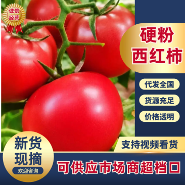产地番茄大量上市，口感，大红硬粉西红柿量大从优