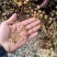 红油香椿籽批发正品红油四季香椿种子包发芽纯新种子