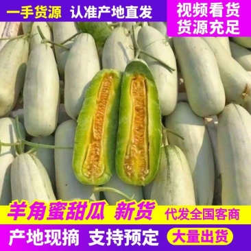 精品羊角蜜甜瓜博洋甜瓜61产地供应规格齐全基地直发