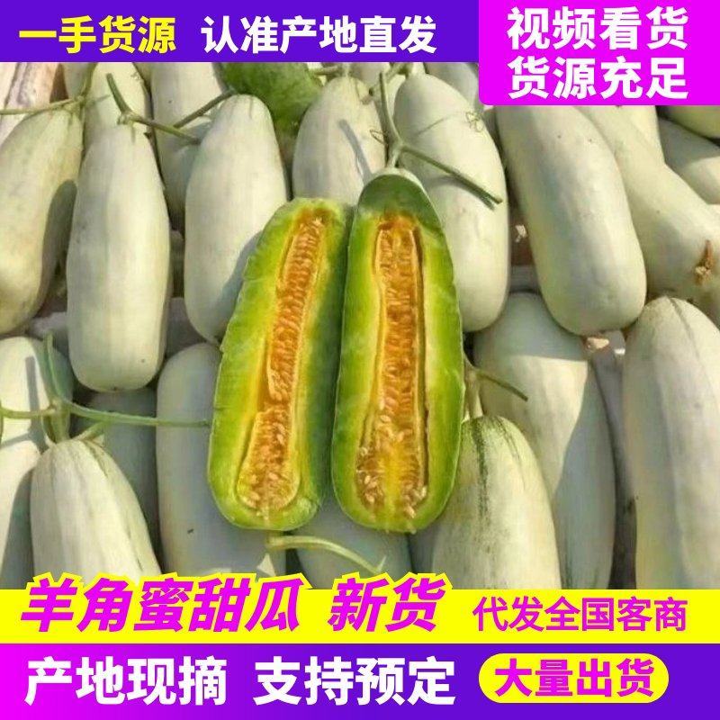 精品羊角蜜甜瓜博洋甜瓜61产地供应规格齐全基地直发