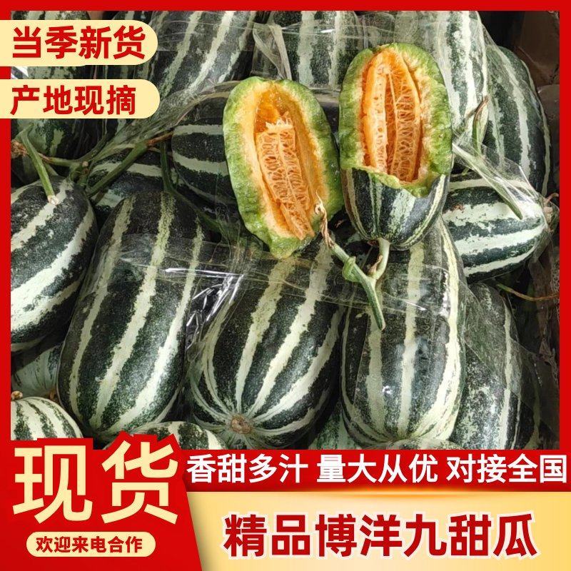 【推荐】精品博洋九甜瓜产地一条龙服务走货省心便利欢迎咨询