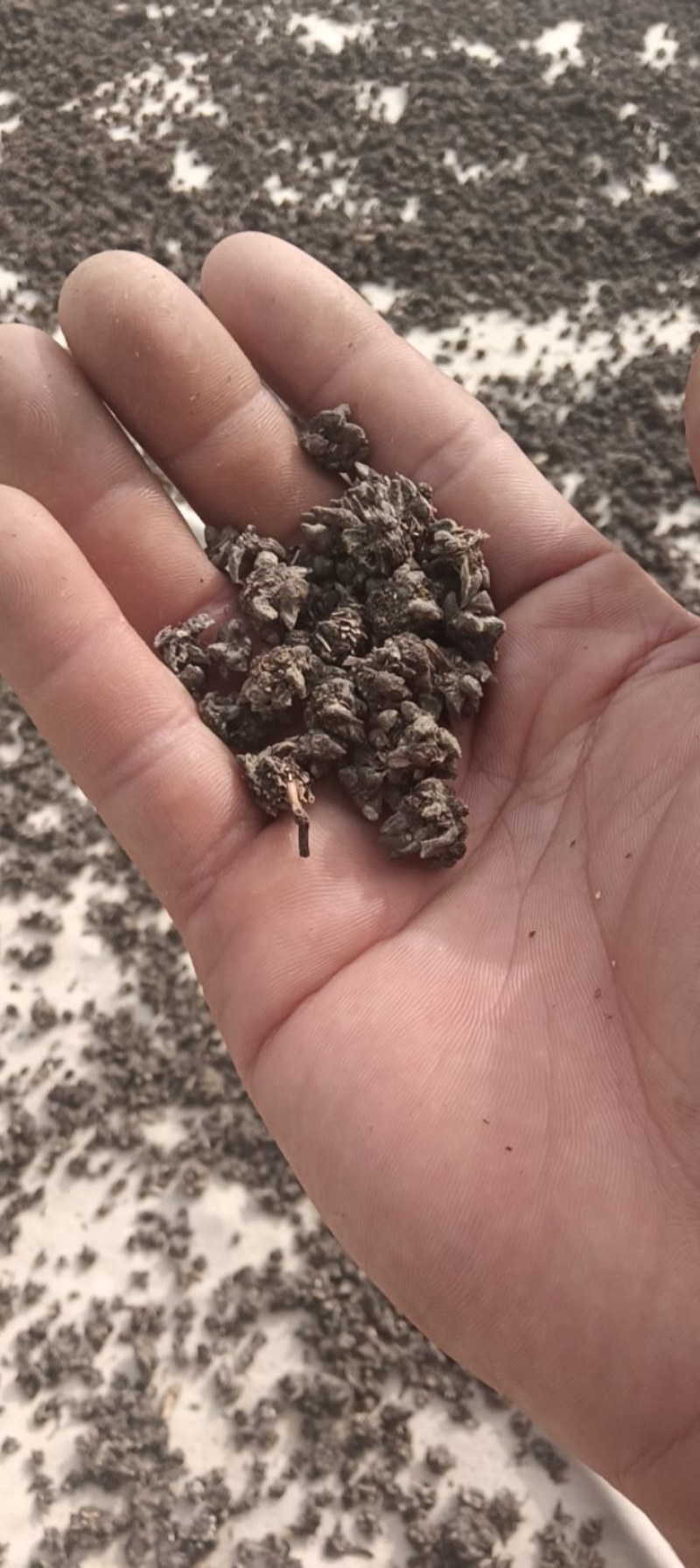 猫爪草