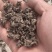 猫爪草