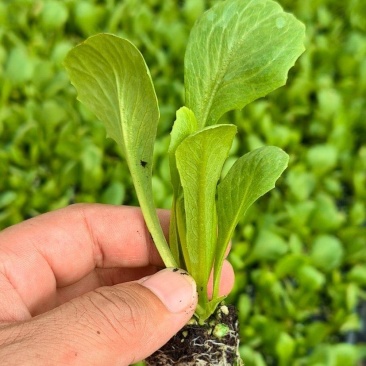 生菜苗球生菜苗量大从优提供种植技术指导