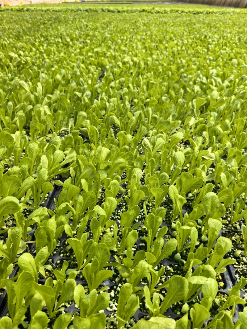 生菜苗球生菜苗量大从优提供种植技术指导