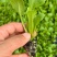 生菜苗球生菜苗量大从优提供种植技术指导
