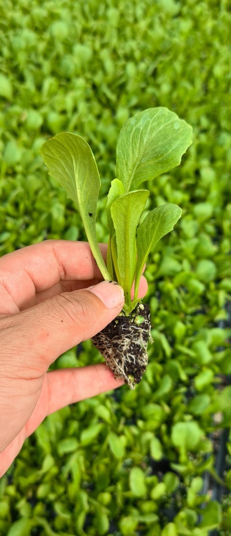 生菜苗球生菜苗量大从优提供种植技术指导