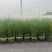 细叶芒2加仑、30美植袋，基地有量，欢迎来一亩田订购。