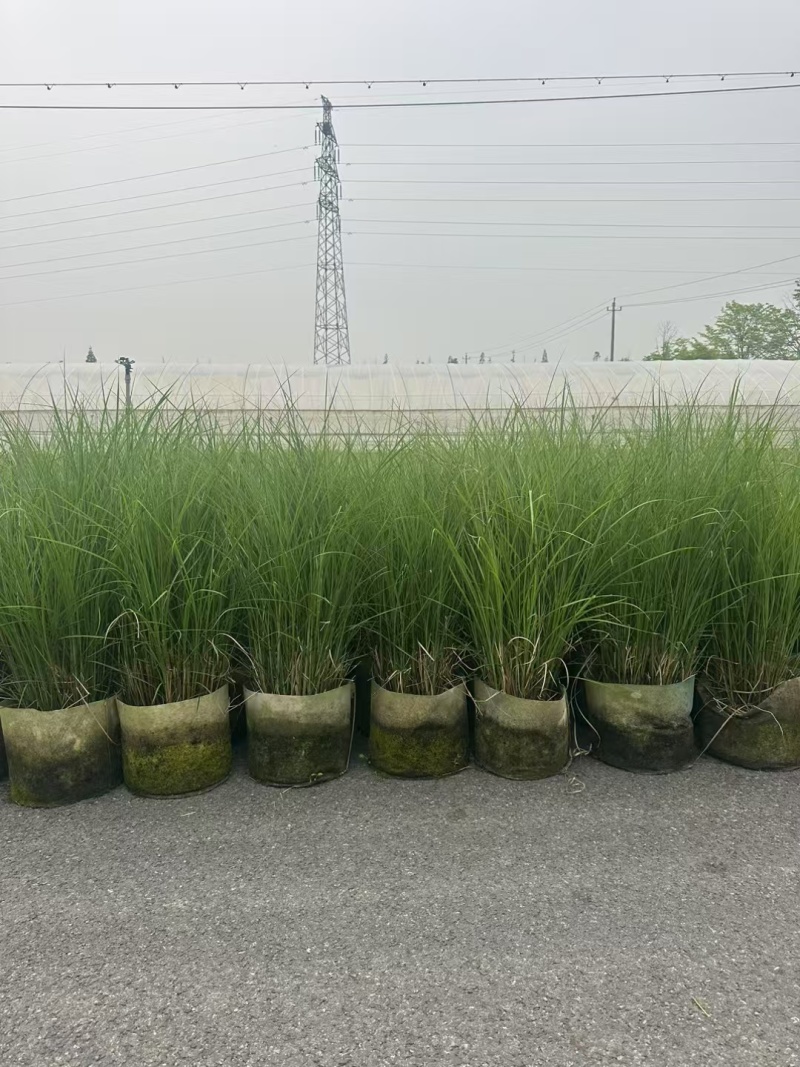 细叶芒2加仑、30美植袋，基地有量，欢迎来一亩田订购。