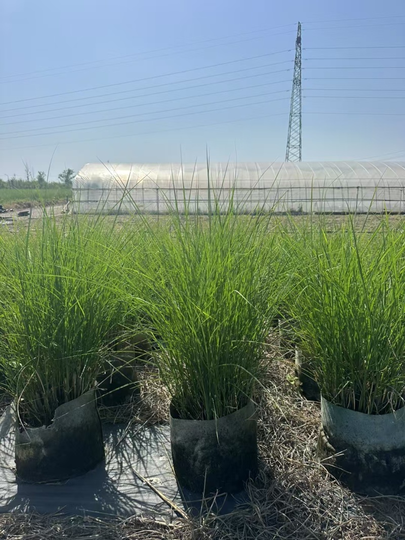 细叶芒2加仑、30美植袋，基地有量，欢迎来一亩田订购。