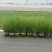 细叶芒2加仑、30美植袋，基地有量，欢迎来一亩田订购。