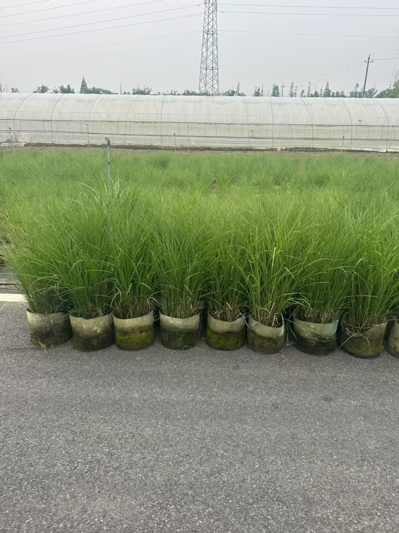 细叶芒2加仑、30美植袋，基地有量，欢迎来一亩田订购。