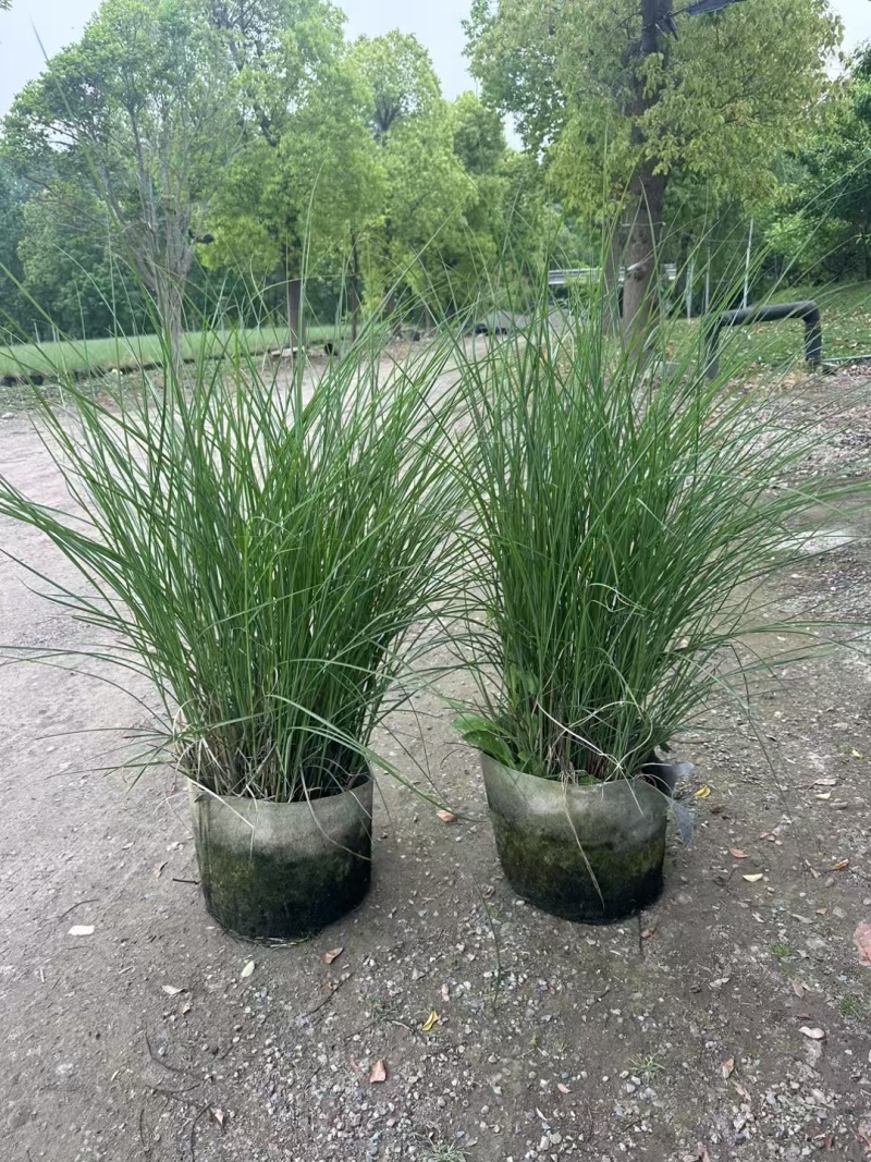 细叶芒2加仑、30美植袋，基地有量，欢迎来一亩田订购。