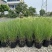 细叶芒2加仑、30美植袋，基地有量，欢迎来一亩田订购。