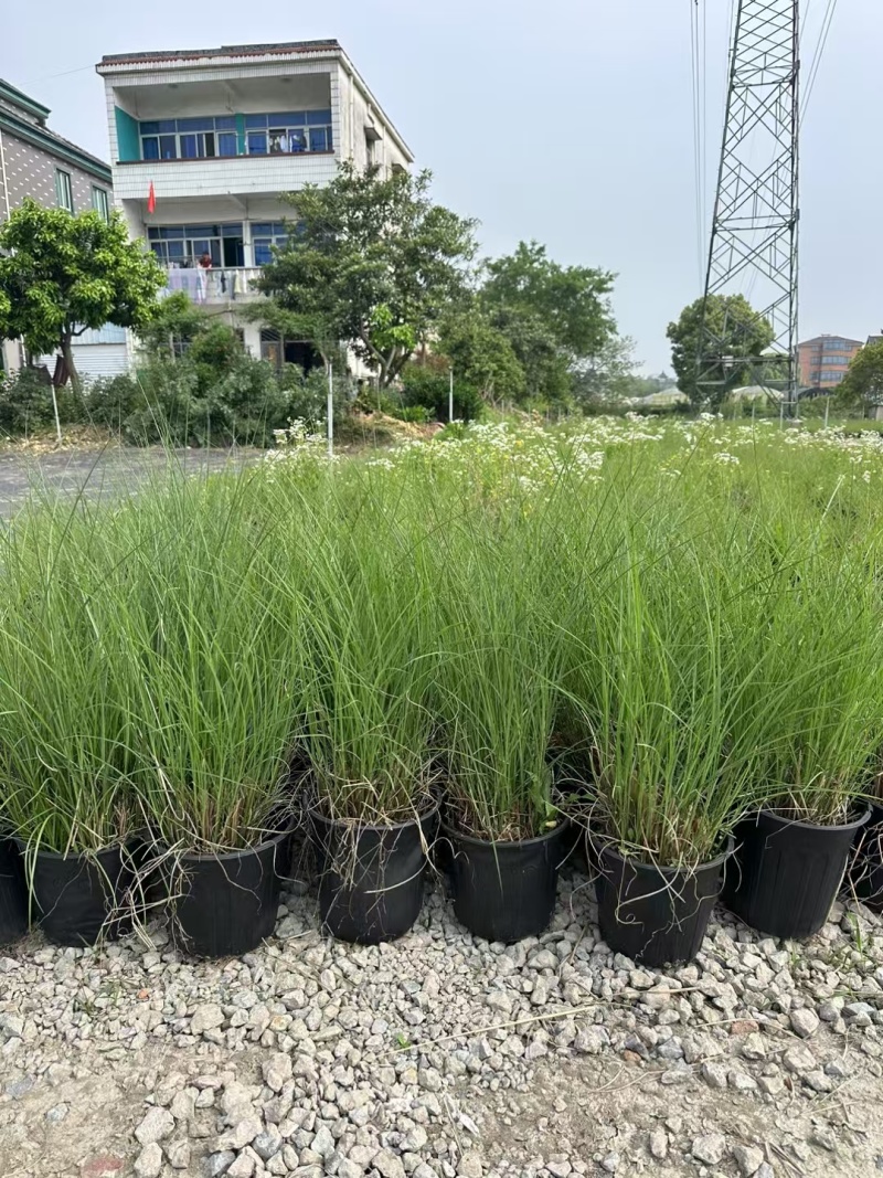 细叶芒2加仑、30美植袋，基地有量，欢迎来一亩田订购。