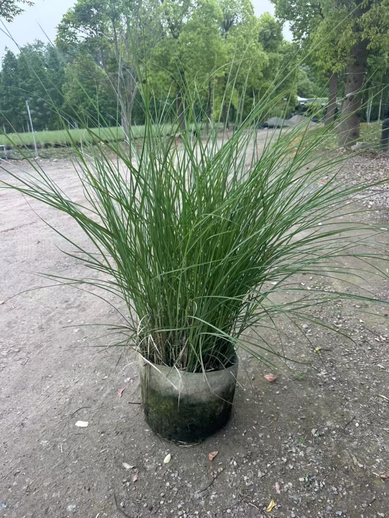 细叶芒2加仑、30美植袋，基地有量，欢迎来一亩田订购。