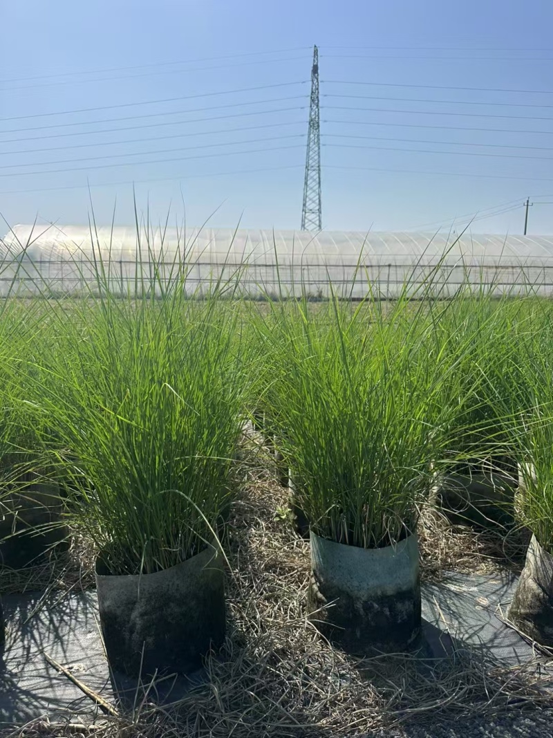 细叶芒2加仑、30美植袋，基地有量，欢迎来一亩田订购。