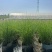 细叶芒2加仑、30美植袋，基地有量，欢迎来一亩田订购。