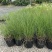 细叶芒2加仑、30美植袋，基地有量，欢迎来一亩田订购。