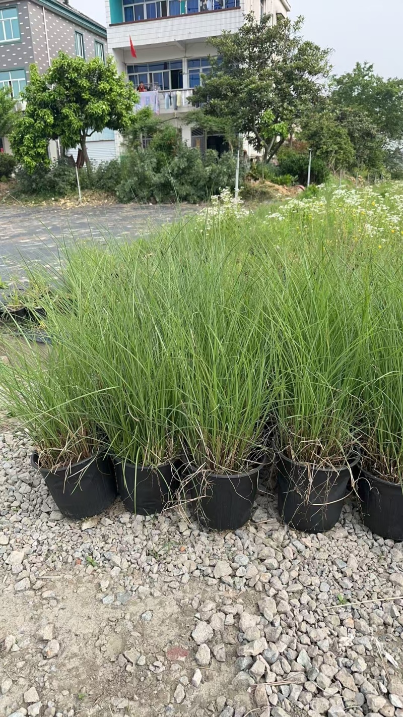 细叶芒2加仑、30美植袋，基地有量，欢迎来一亩田订购。
