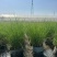 细叶芒2加仑、30美植袋，基地有量，欢迎来一亩田订购。