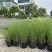 细叶芒2加仑、30美植袋，基地有量，欢迎来一亩田订购。