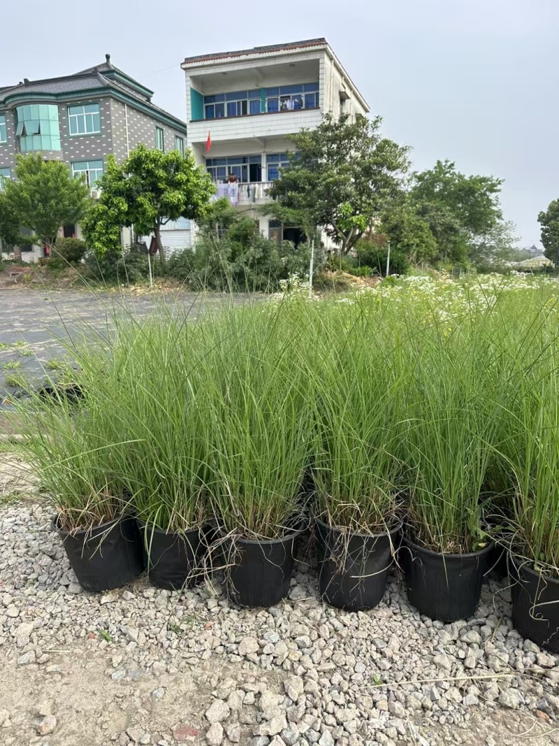 细叶芒2加仑、30美植袋，基地有量，欢迎来一亩田订购。