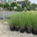 细叶芒2加仑、30美植袋，基地有量，欢迎来一亩田订购。
