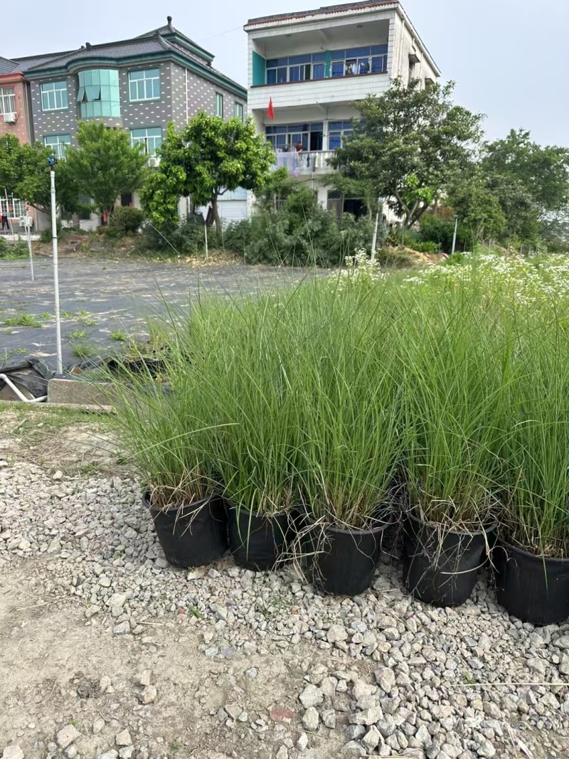 细叶芒2加仑、30美植袋，基地有量，欢迎来一亩田订购。