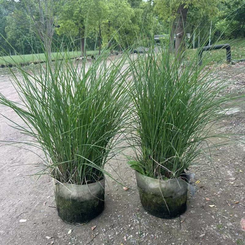 细叶芒2加仑、30美植袋，基地有量，欢迎来一亩田订购。
