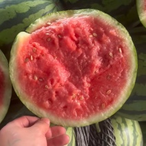 精品美都西瓜🍉有籽麒麟大量供应电商市场保质保量