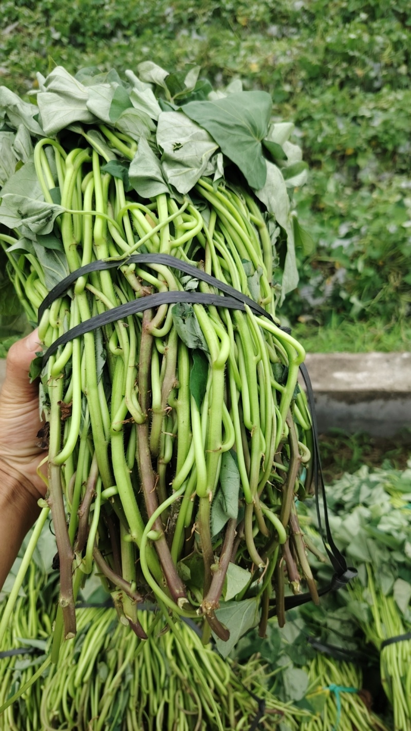 丝滑红薯苗