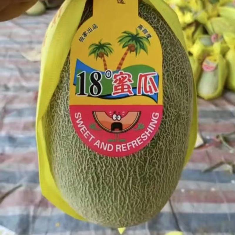 山东一手货源晓蜜25甜瓜清甜可口，量大从优，热卖中