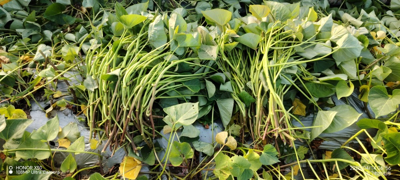 丝滑红薯苗