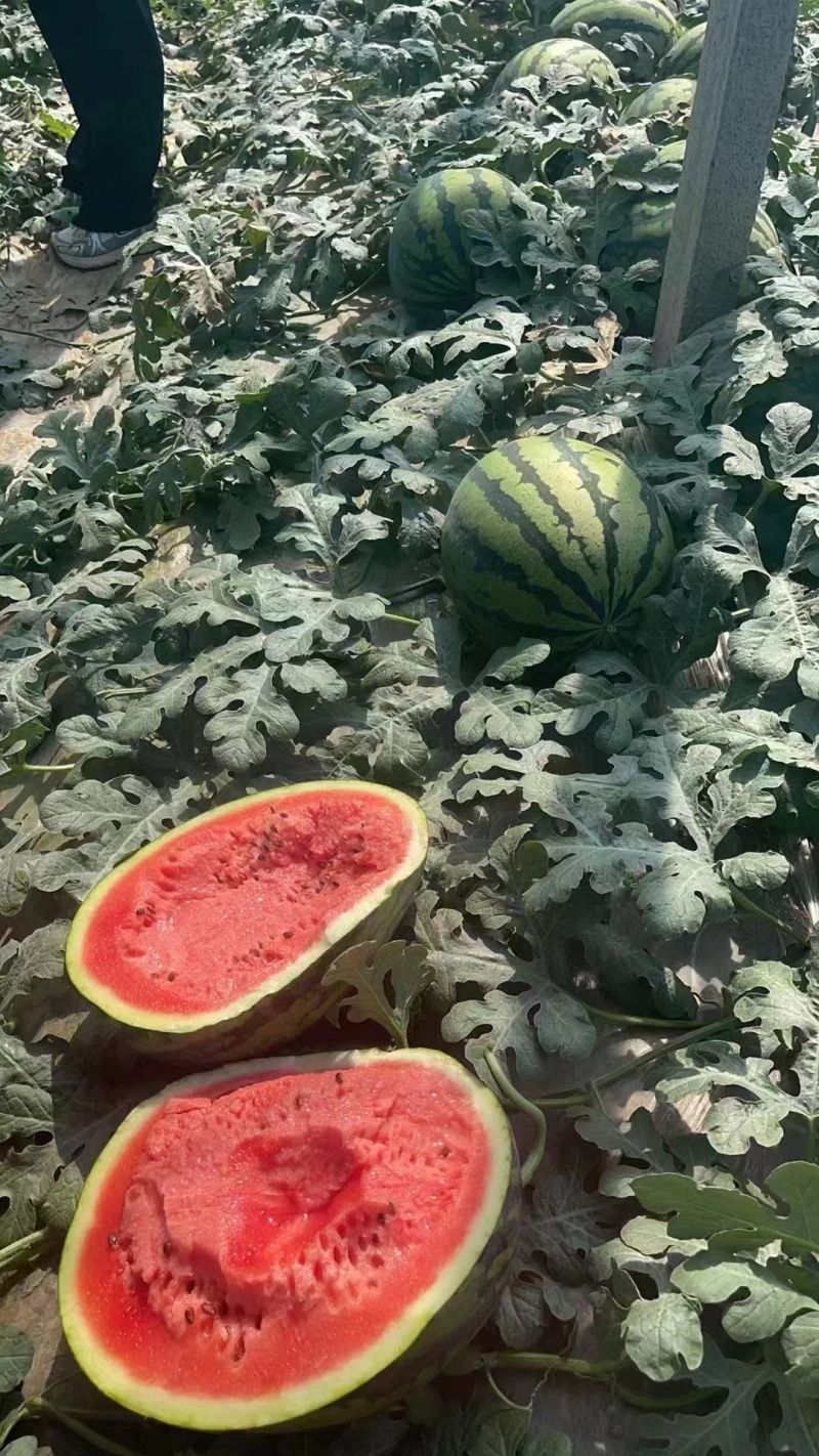 陕西产地一手代发美都西瓜大量供应市场一级商超